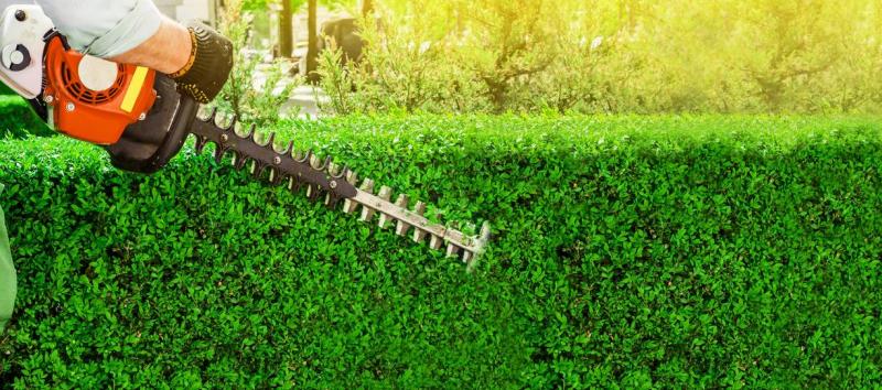 Pourquoi l'&eacute;lagage &agrave; H&eacute;rimoncourt est essentiel pour vos arbres ?