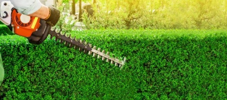 Pourquoi l'&eacute;lagage &agrave; H&eacute;rimoncourt est essentiel pour vos arbres ?